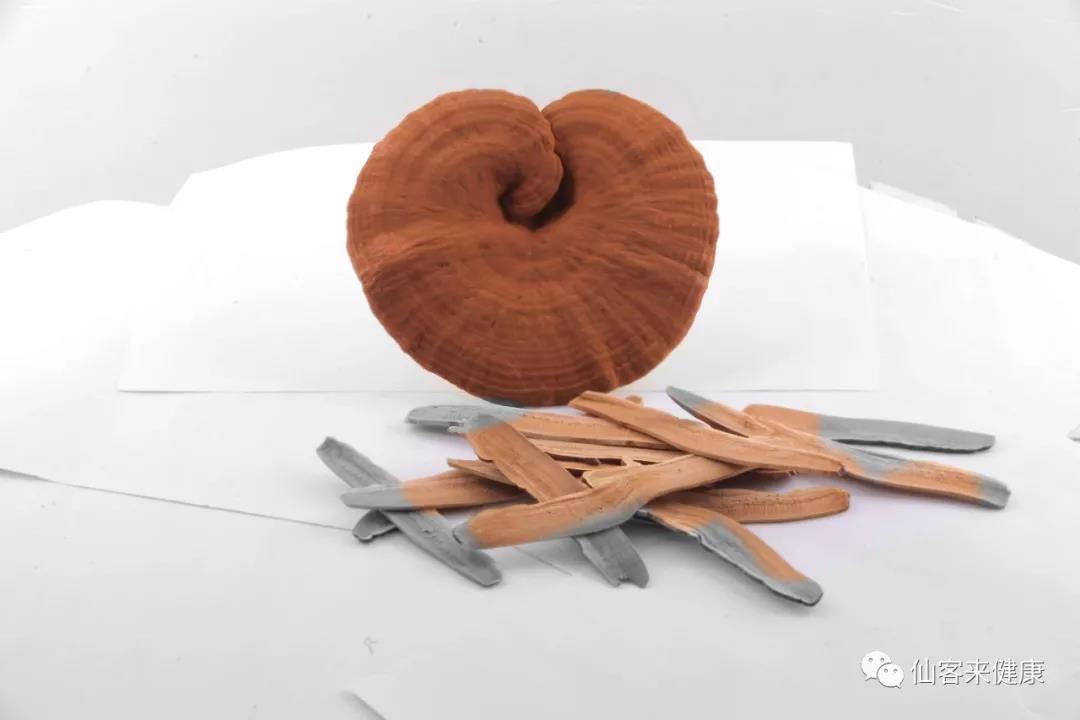 中國靈芝十大品牌|仙客來靈芝|仙客來靈芝破壁孢子粉|仙客來孢子油|仙客來靈芝飲片|仙客來破壁孢子粉|仙客來靈芝中藥飲片|馳名商標|aimlin.com| 中國靈芝十大品牌|仙客來靈芝|仙客來靈芝破壁孢子粉|仙客來孢子油|仙客來靈芝飲片|仙客來破壁孢子粉|仙客來靈芝中藥飲片|馳名商標|aimlin.com|