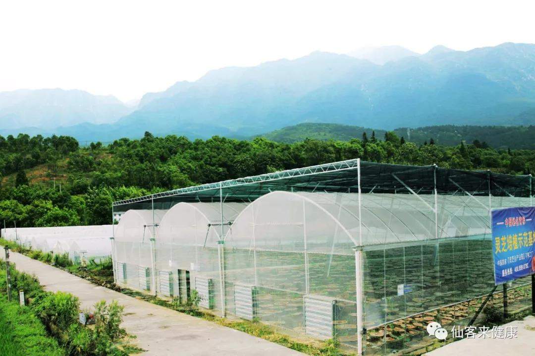 中國靈芝十大品牌|仙客來靈芝|仙客來靈芝破壁孢子粉|仙客來孢子油|仙客來靈芝飲片|仙客來破壁孢子粉|仙客來靈芝中藥飲片|馳名商標|aimlin.com| 中國靈芝十大品牌|仙客來靈芝|仙客來靈芝破壁孢子粉|仙客來孢子油|仙客來靈芝飲片|仙客來破壁孢子粉|仙客來靈芝中藥飲片|馳名商標|aimlin.com|