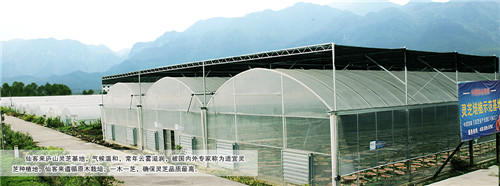 中國靈芝十大品牌|仙客來靈芝|仙客來靈芝破壁孢子粉|仙客來孢子油|仙客來靈芝飲片|仙客來破壁孢子粉|仙客來靈芝中藥飲片|馳名商標|aimlin.com|