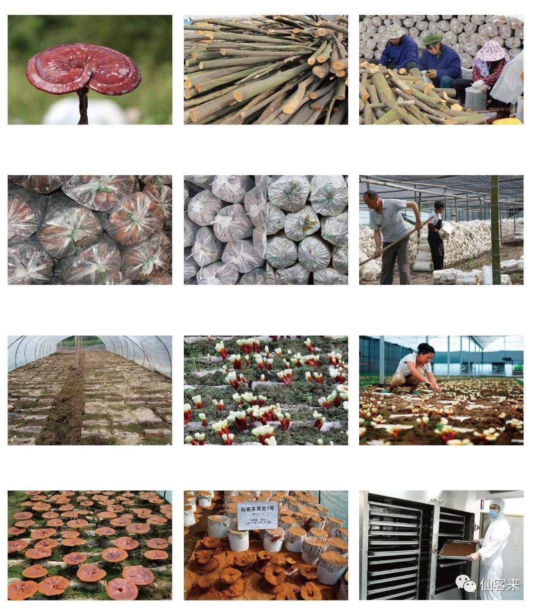 中國靈芝十大品牌|仙客來靈芝|仙客來靈芝破壁孢子粉|仙客來孢子油|仙客來靈芝飲片|仙客來破壁孢子粉|仙客來靈芝中藥飲片|馳名商標(biāo)|aimlin.com|