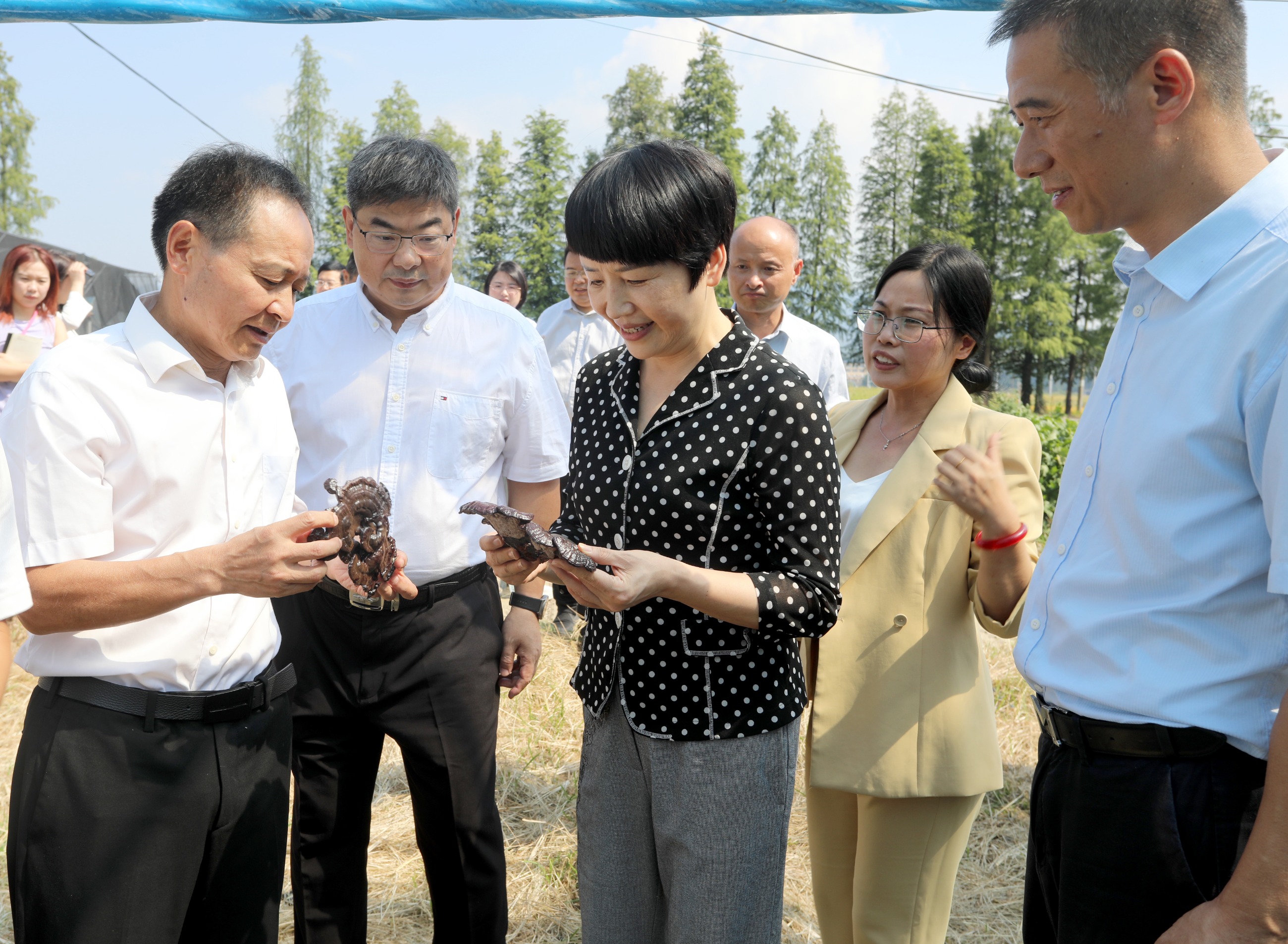 杭州亞運(yùn)會官方靈芝產(chǎn)品供應(yīng)商|杭州亞運(yùn)會官方供應(yīng)商|中國靈芝十大品牌|仙客來靈芝|仙客來靈芝破壁孢子粉|仙客來孢子油|仙客來靈芝飲片|仙客來破壁孢子粉|靈芝孢子油|孢子粉|靈芝破壁孢子粉|靈芝|中華老字號