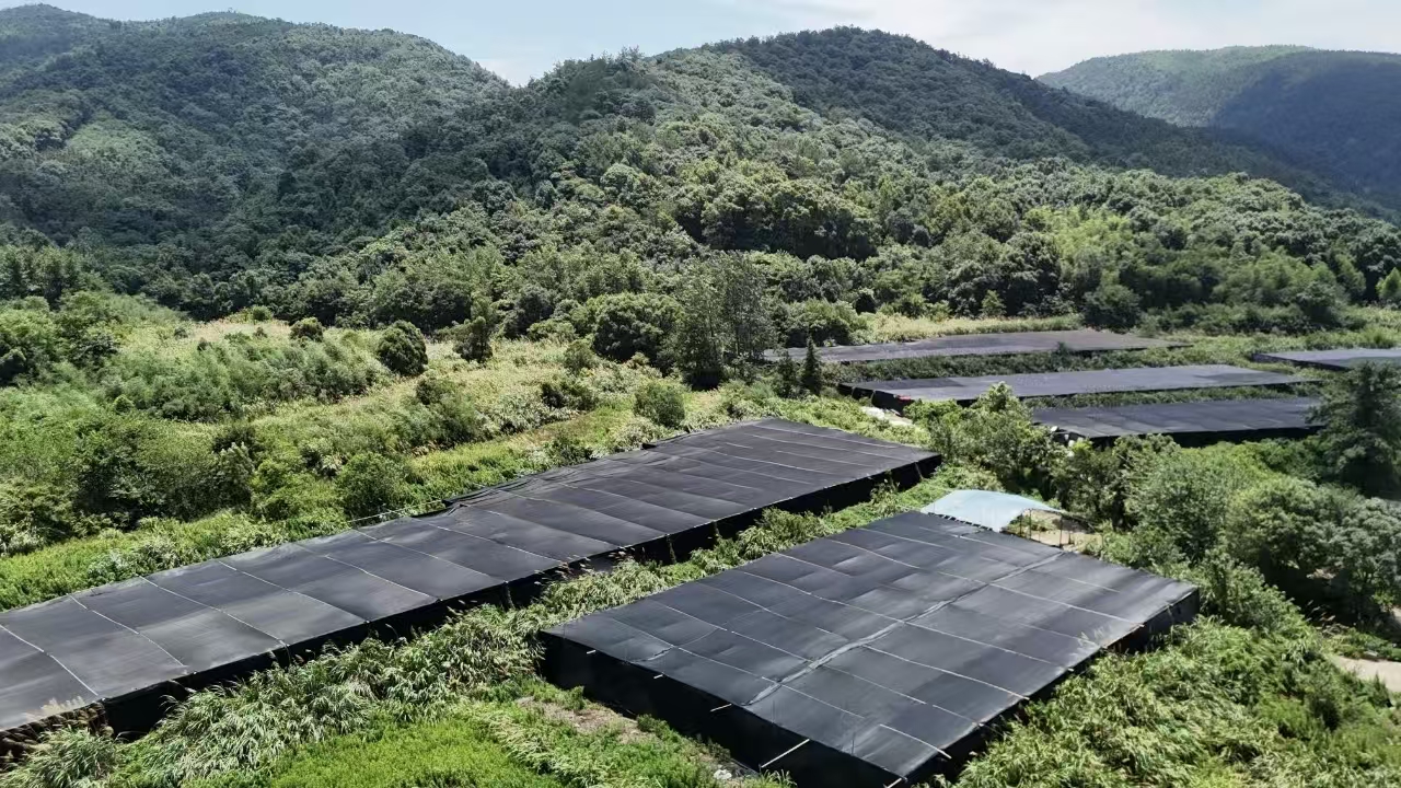 杭州亞運(yùn)會(huì)官方靈芝產(chǎn)品供應(yīng)商|杭州亞運(yùn)會(huì)官方供應(yīng)商|中國靈芝十大品牌|仙客來靈芝|仙客來靈芝破壁孢子粉|仙客來孢子油|仙客來靈芝飲片|仙客來破壁孢子粉|靈芝孢子油|孢子粉|靈芝破壁孢子粉|靈芝|中華老字號(hào) 杭州亞運(yùn)會(huì)官方靈芝產(chǎn)品供應(yīng)商|杭州亞運(yùn)會(huì)官方供應(yīng)商|中國靈芝十大品牌|仙客來靈芝|仙客來靈芝破壁孢子粉|仙客來孢子油|仙客來靈芝飲片|仙客來破壁孢子粉|靈芝孢子油|孢子粉|靈芝破壁孢子粉|靈芝|中華老字號(hào)