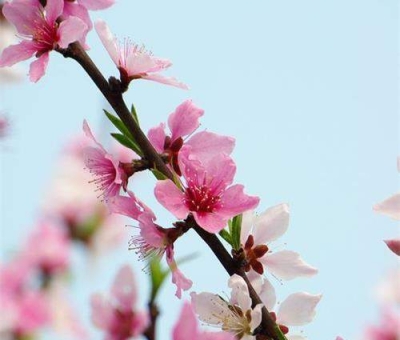 清明小長(zhǎng)假謹(jǐn)防疫情！健康長(zhǎng)壽請(qǐng)謹(jǐn)記這“三個(gè)字”