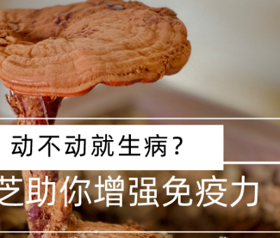 靈芝，預(yù)防您夏季上“火”